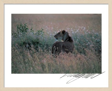 The Queen Of Savana Masai Mara (액자포함)
