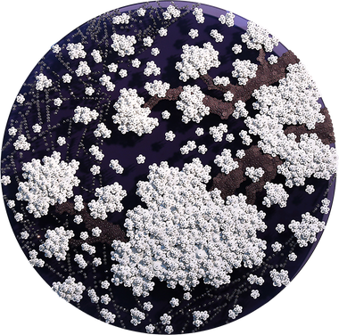 Ode to Full Moon  (40호)