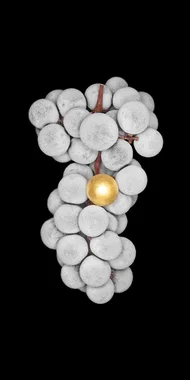 podo20241014 (XL)