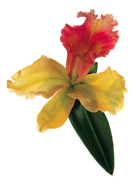 Brassolaelio (액자포함)