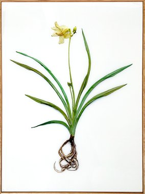Hemerocallis Fulva (액자포함)