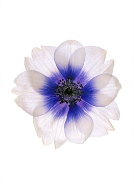 Anemone