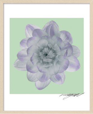 New Blossom (액자포함)