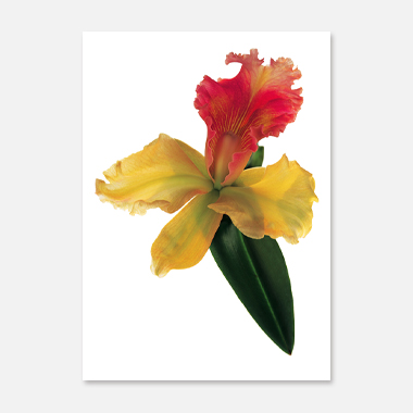 관련 작품 이미지