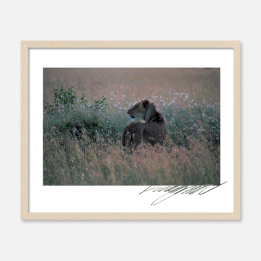 The Queen Of Savana Masai Mara